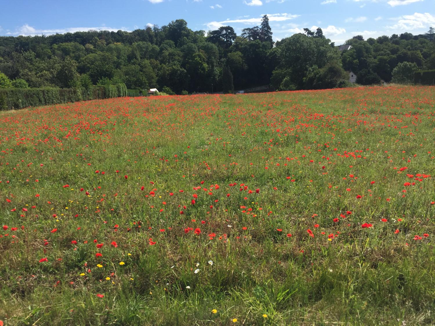 champ de fleurs 